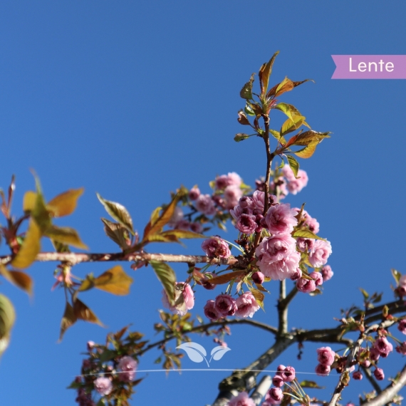 Hängende Nelkenkirsche - Prunus serrulata Kiku-shidare-Zakura | Gardline