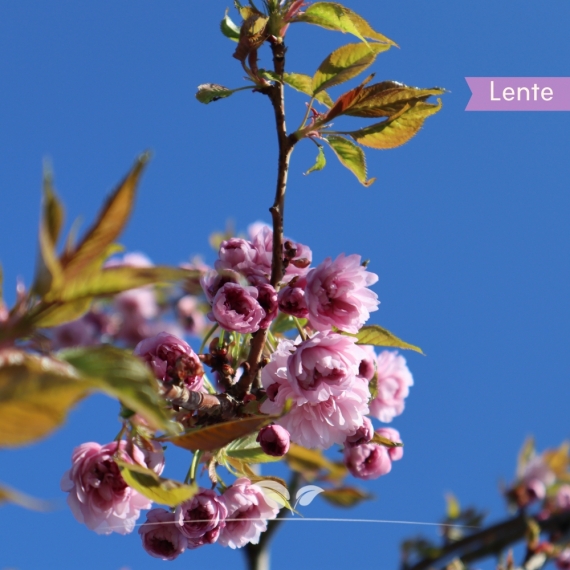 Hängende Nelkenkirsche - Prunus serrulata Kiku-shidare-Zakura | Gardline