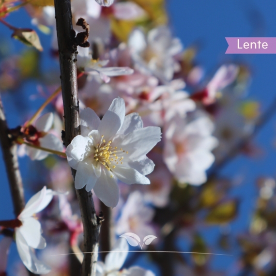 Japanische Zierkirsche Autumnalis - Winterkirsche Autumnalis - Prunus subhirtella Autumnalis | Gardline