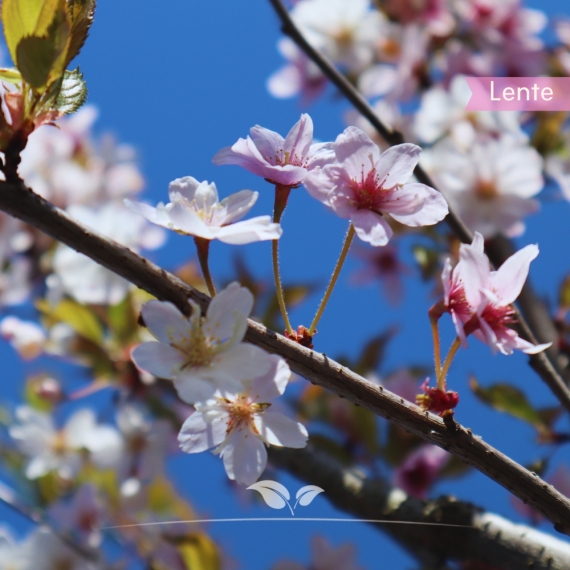 Japanische Zierkirsche Autumnalis - Winterkirsche Autumnalis - Prunus subhirtella Autumnalis | Gardline