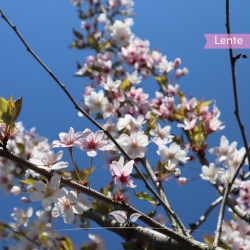 Japanische Zierkirsche Autumnalis - Winterkirsche Autumnalis - Prunus subhirtella Autumnalis | Gardline