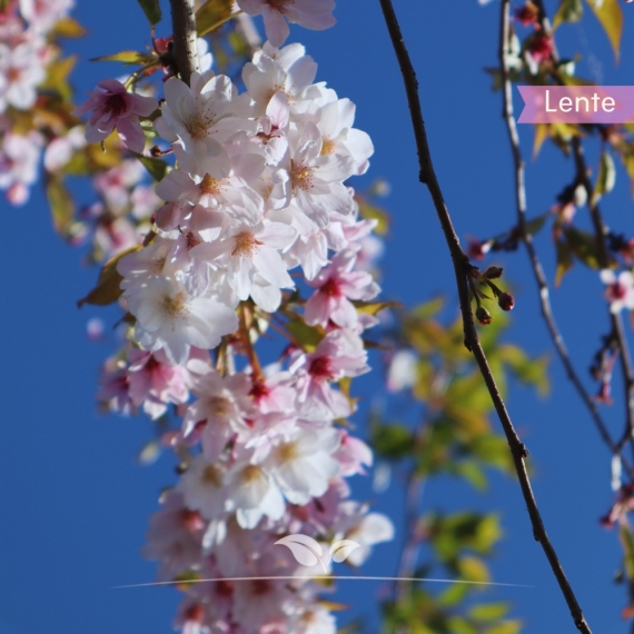 Japanische Zierkirsche Autumnalis - Winterkirsche Autumnalis - Prunus subhirtella Autumnalis | Gardline