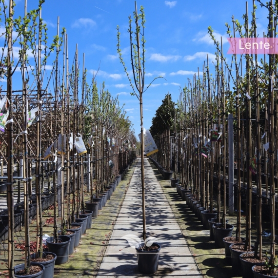 Pflaumenbaum Mirabelle de Nancy 200-250 cm | Gardline