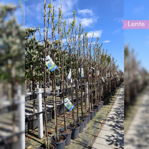 Pflaumenbaum Bleue de Belgique 250-300 cm | Gardline Pflaumenbaum Bleue de Belgique 250-300 cm | Gardline