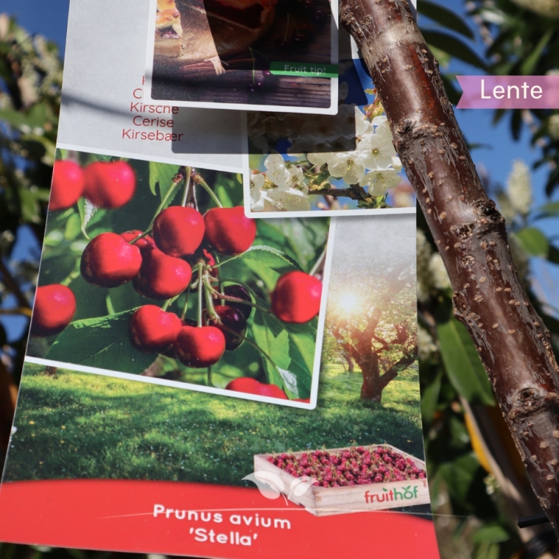 Kirschbaum Stella - Süßkirsche - Prunus av. Stella 250-300cm | Obstbäume & Gemüsepflanzen