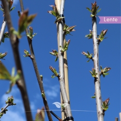 Kirschbaum Regina - Süßkirsche - Prunus av. Regina 250-300cm