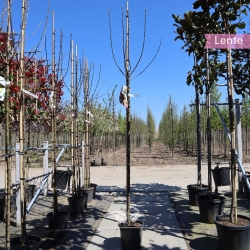 Apfelbaum Gloster 200-250 cm | Gardline