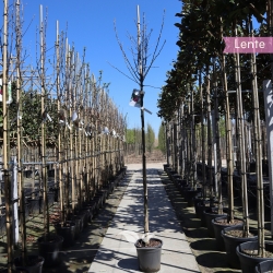 Apfelbaum Cox's Orange Pippin 200-300 cm | Gardline