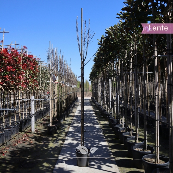 Apfelbaum Elstar 200-300 cm | Gardline