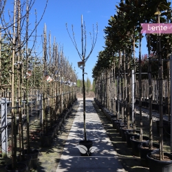 Apfelbaum James Grieve 200-250 cm | Gardline