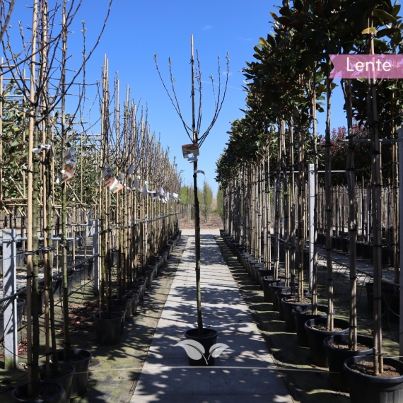 Apfelbaum James Grieve 200-300 cm | Gardline