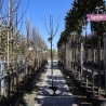 Apfelbaum James Grieve 250-300 cm | Gardline Apfelbaum James Grieve 250-300 cm | Gardline