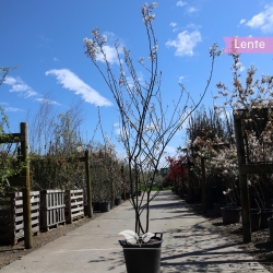 Mehrstämmige Felsenbirne 200-225 cm | Gardline