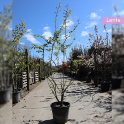 Eisenholzbaum mehrstämmig 175-200 cm | Gardline