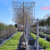 Amberbaum Spalier | Stammhöhe 200 cm | Stammumfang 14 cm | Gardline Amberbaum Spalier | Stammhöhe 200 cm | Stammumfang 14 cm | Gardline
