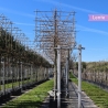 Platane Spalier | Stammhöhe 200 cm | Stammumfang 16 cm | Gardline Platane Spalier | Stammhöhe 200 cm | Stammumfang 16 cm | Gardline