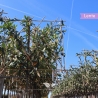 Kirschlorbeer Caucasica Spalierbaum | Stammhöhe 200 cm | Stammumfang 12 cm | Gardline Kirschlorbeer Caucasica Spalierbaum | Stammhöhe 200 cm | Stammumfang 12 cm | Gardline