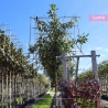 Kirschlorbeer Novita Spalierbaum | Stammhöhe 180 cm | Stammumfang 8 cm | Gardline Kirschlorbeer Novita Spalierbaum | Stammhöhe 180 cm | Stammumfang 8 cm | Gardline