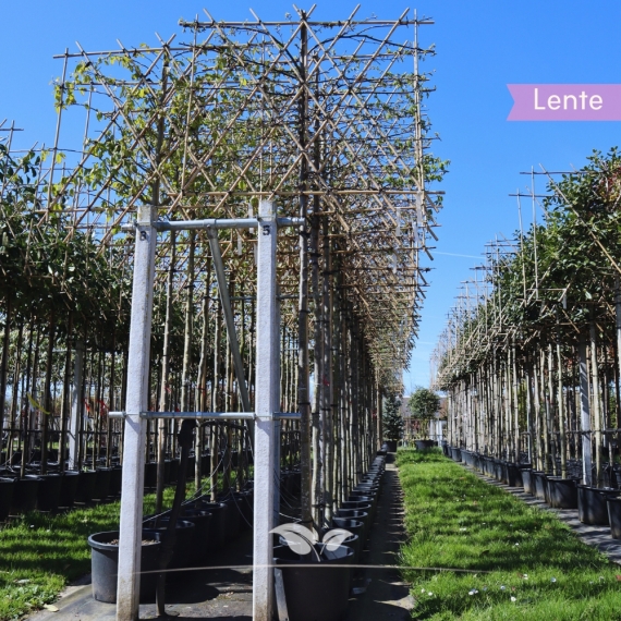 Hainbuche Lucas Spalier | Stammhöhe 200 cm | Stammumfang 8 cm | Gardline Hainbuche Lucas Spalier | Stammhöhe 200 cm | Stammumfang 8 cm | Gardline