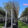 Hainbuche Spalier | Stammhöhe 180 cm | Stammumfang 14 cm | Gardline Hainbuche Spalier | Stammhöhe 180 cm | Stammumfang 14 cm | Gardline