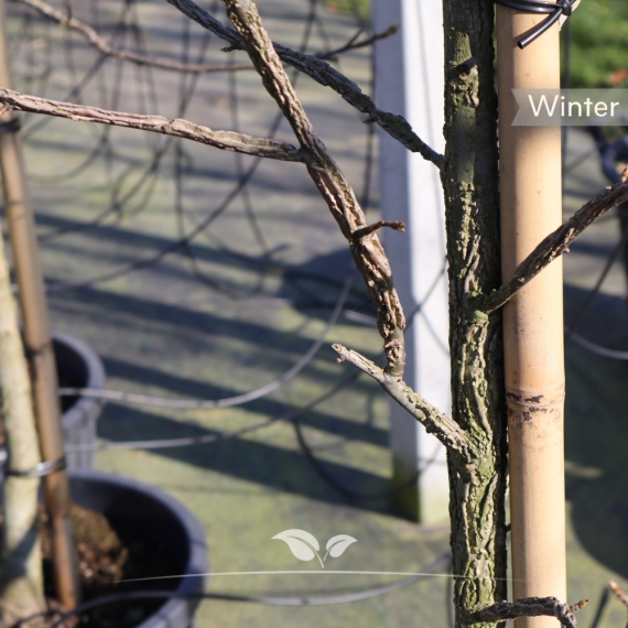 Säulen-Amberbaum Slender Silhouette - Liquidambar styraciflua Slender Silhouette | Gardline