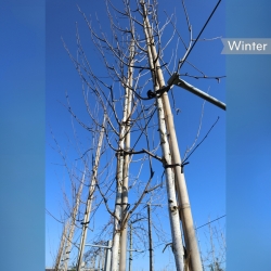 Sandbirke - Weißbirke - Hängebirke - Betula pendula | Gardline