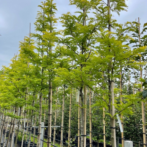 Gelber Lederhülsenbaum Sunburst - Gold-Gleditschie Sunburst - Gleditsia triacanthos Sunburst | Gardline