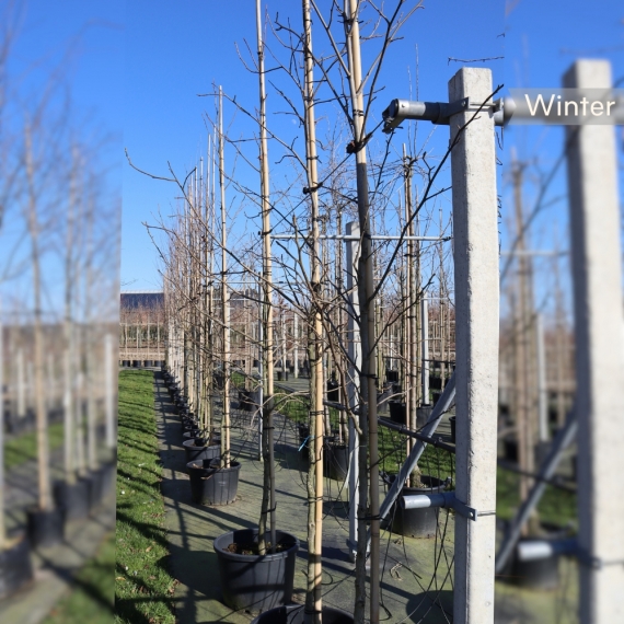 Säulen-Amberbaum 250-350 cm | Gardline