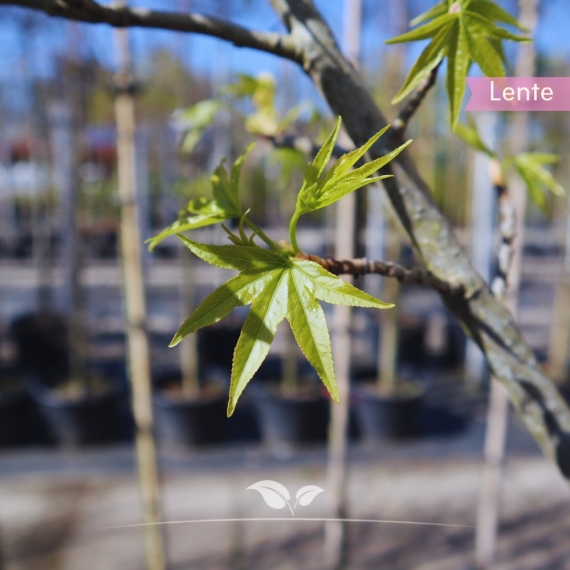 Amberbaum Dachform 220 cm | Stammumfang 10 cm | Sternförmig | Gardline