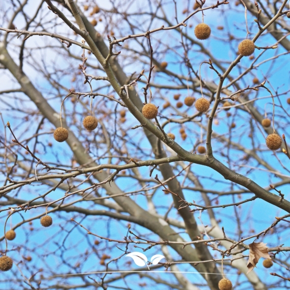 Ahornblättrige Platane - Platane - Platanus (acerifolia) Hispanica | Gardline