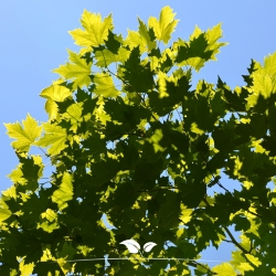Ahornblättrige Platane - Platane - Platanus (acerifolia) Hispanica | Gardline