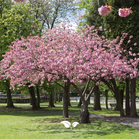 Frühlingskirsche Accolade - Frühe Zierkirsche Accolade - Prunus Accolade | Gardline