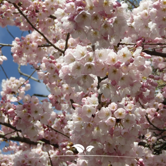 Frühlingskirsche Accolade - Frühe Zierkirsche Accolade - Prunus Accolade | Gardline