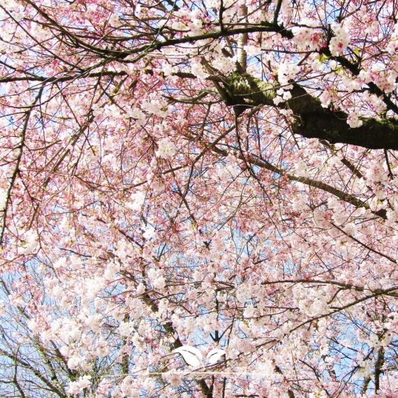 Frühlingskirsche Accolade - Frühe Zierkirsche Accolade - Prunus Accolade | Gardline