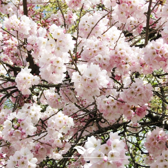 Frühlingskirsche Accolade - Frühe Zierkirsche Accolade - Prunus Accolade | Gardline