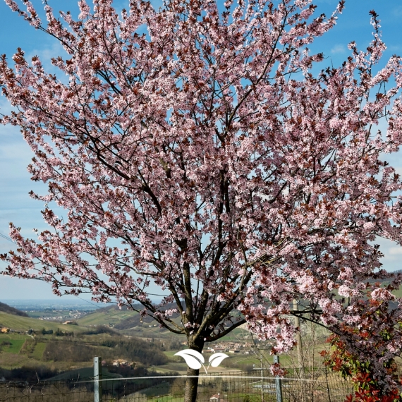 Blutpflaume - Zierpflaume - Prunus cerasifera Nigra | Gardline