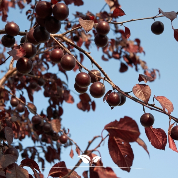 Blutpflaume - Zierpflaume - Prunus cerasifera Nigra | Gardline