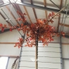 Sumpfeiche Dachform 240 cm | Stammumfang 12 cm | Sternförmig | Gardline Sumpfeiche Dachform 240 cm | Stammumfang 12 cm | Sternförmig | Gardline