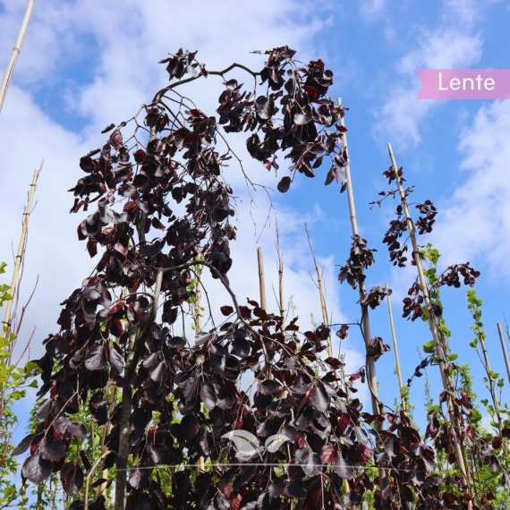 Hänge-Blutbuche - Schwarzrote Hängebuche - Fagus sylvatica Purpurea Pendula | Gardline