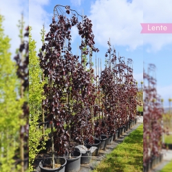 Hänge-Blutbuche - Schwarzrote Hängebuche - Fagus sylvatica Purpurea Pendula | Gardline