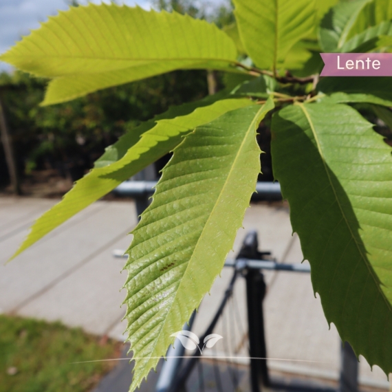 Esskastanie - Edelkastanie - Marone - Castanea sativa | Gardline