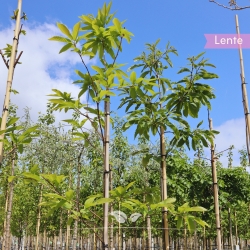 Esskastanie - Edelkastanie - Marone - Castanea sativa | Gardline