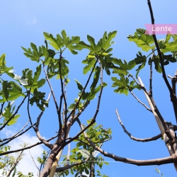 Feigenbaum - Feige - Ficus carica | Gardline