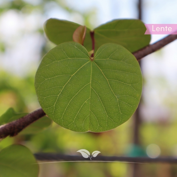 Gewöhnlicher Judasbaum - Herzbaum - Cercis siliquastrum | Gardline