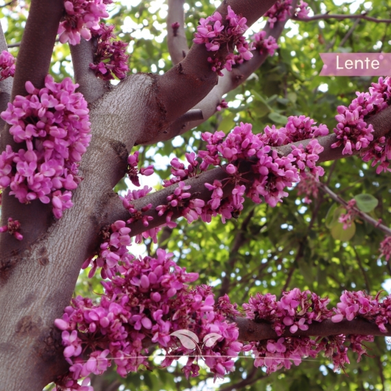 Gewöhnlicher Judasbaum - Herzbaum - Cercis siliquastrum | Gardline