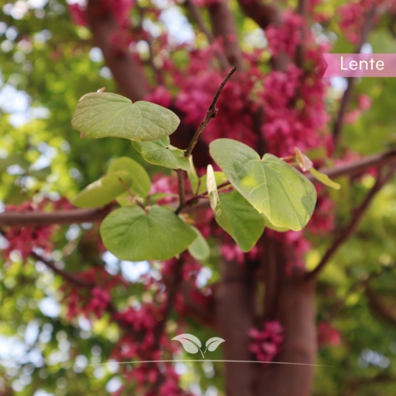 Gewöhnlicher Judasbaum - Herzbaum - Cercis siliquastrum | Gardline