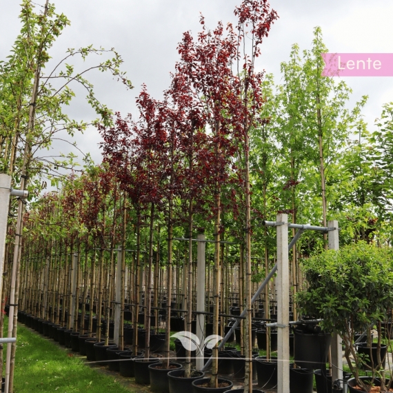 Blutpflaume - Zierpflaume - Prunus cerasifera Nigra | Gardline