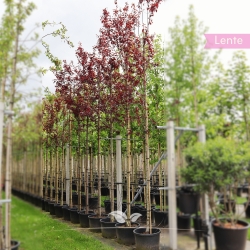 Blutpflaume - Zierpflaume - Prunus cerasifera Nigra | Gardline