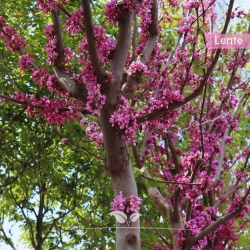 Gewöhnlicher Judasbaum - Herzbaum - Cercis siliquastrum | Gardline