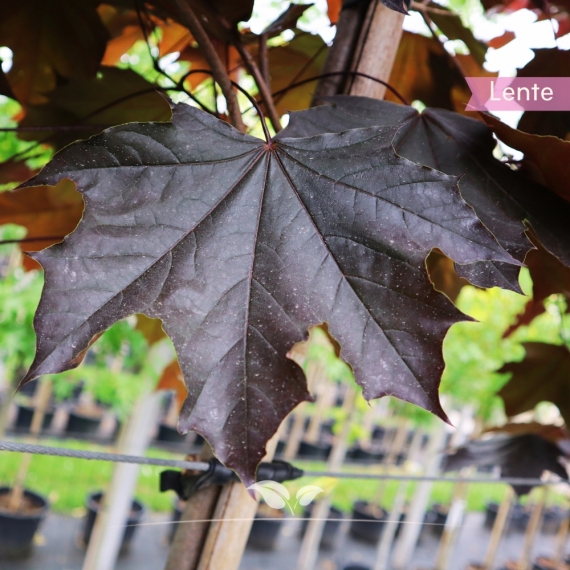 Oregon-Blutahorn Royal Red - Acer platanoides Royal Red | Gardline